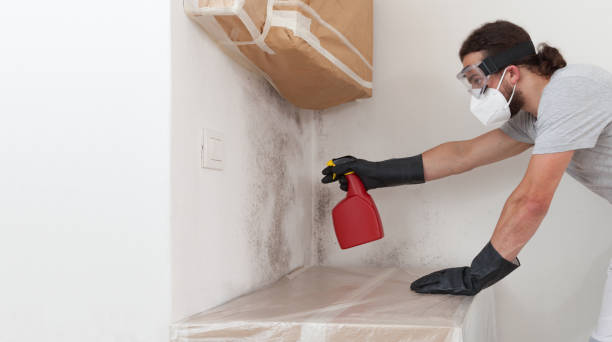 Professional Basement Mold Remediation technician working in Garwood, NJ