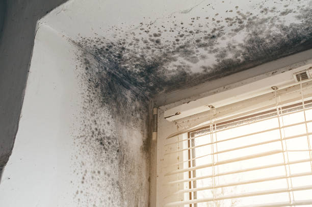 Affordable Basement Mold Remediation solutions in Garwood, NJ