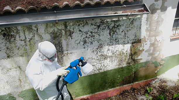 Top rated local Basement Mold Remediation specialists in Garwood, NJ